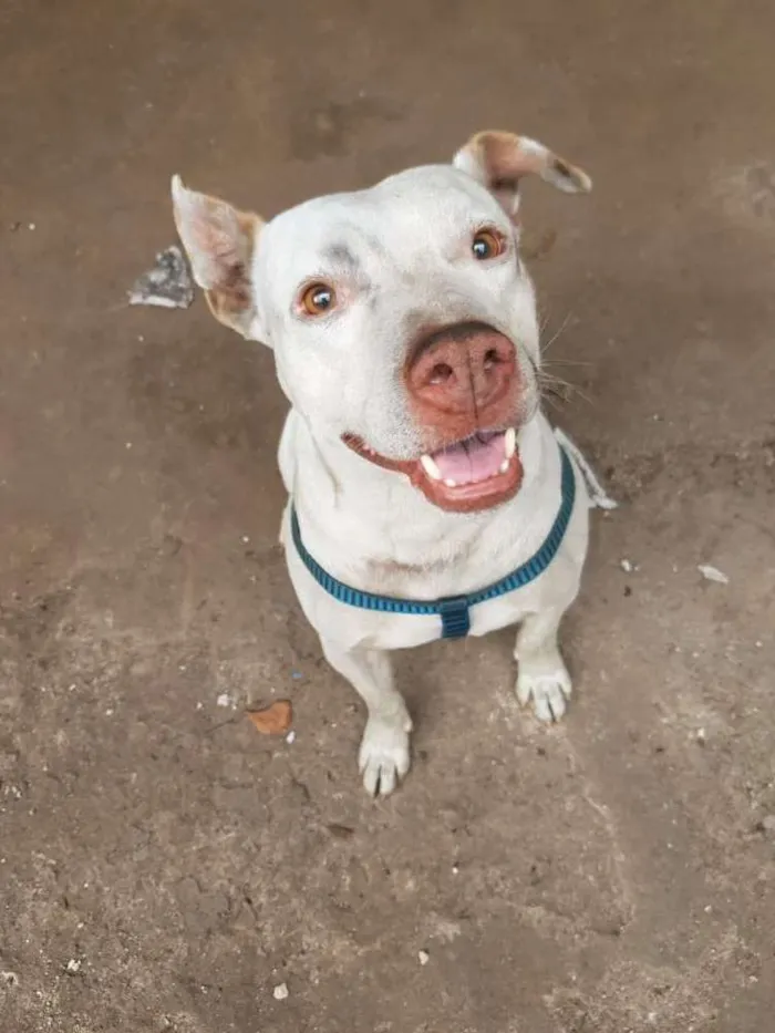 Cachorro ra a Pitbull idade 5 anos nome Apolo