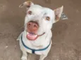 Apolo