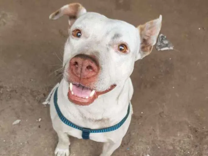 Cachorro ra a Pitbull idade 5 anos nome Apolo