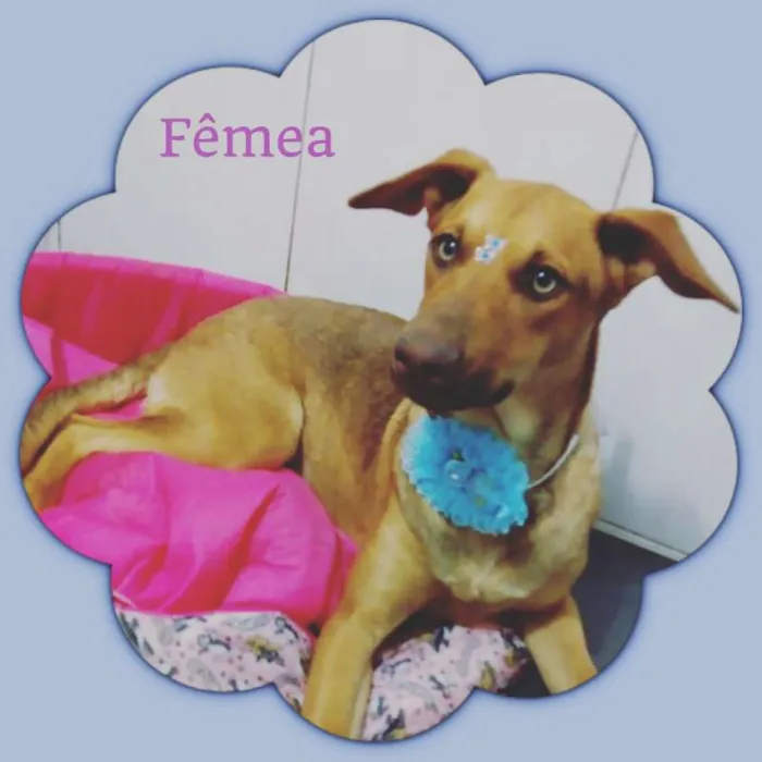 Cachorro ra a SRD idade 2 a 6 meses nome Mel 
