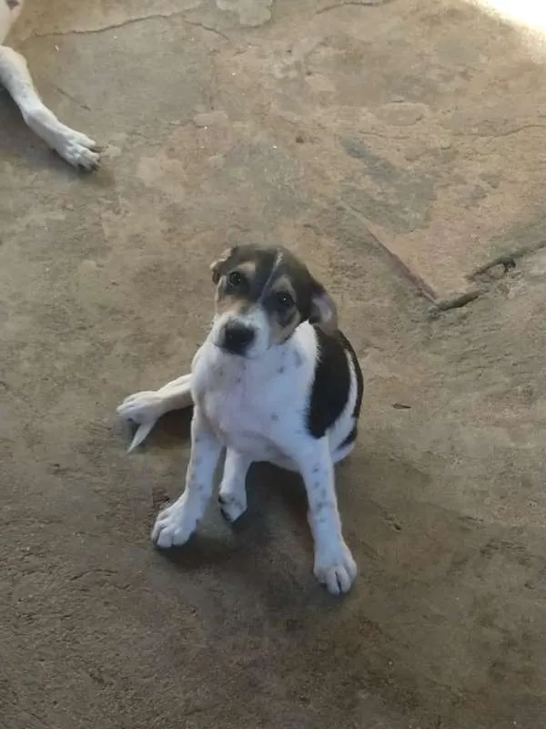 Cachorro raça SRD idade 2 a 6 meses nome sem nome definido 