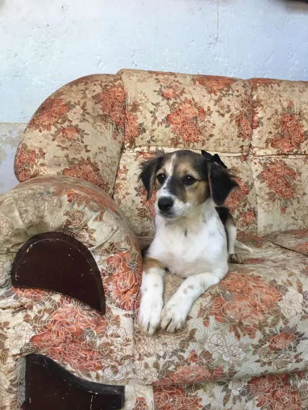 Cachorro raça SRD idade 2 a 6 meses nome sem nome definido 