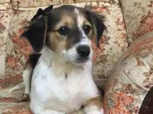 Cachorro raça SRD idade 2 a 6 meses nome sem nome definido 