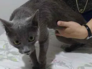 Gato raça Não definida idade 2 anos nome Sem nome