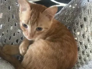 Gato raça SRD idade 2 a 6 meses nome Valentino 
