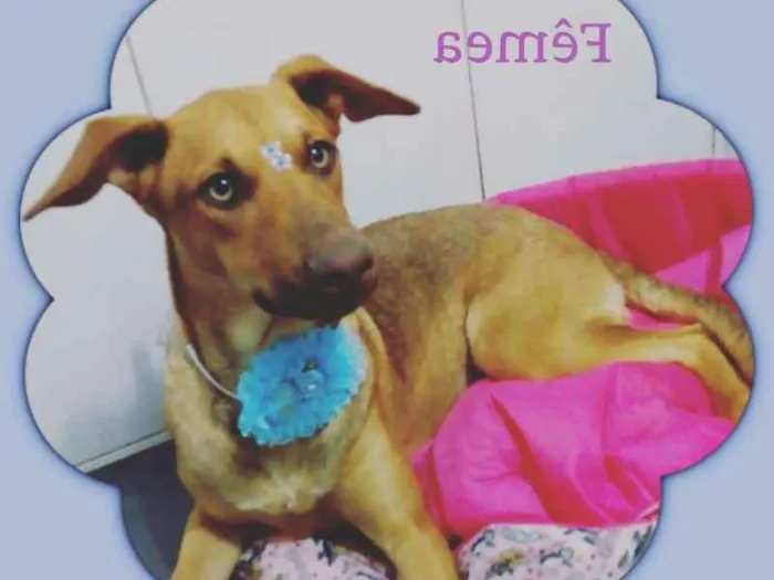 Cachorro ra a SRD idade 2 a 6 meses nome Mel 