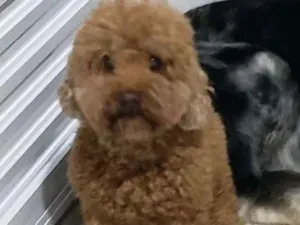 Cachorro raça Poodle  idade 6 ou mais anos nome Taira