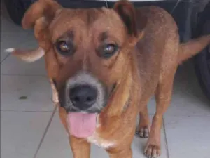Cachorro raça SRD idade 2 anos nome Grandão