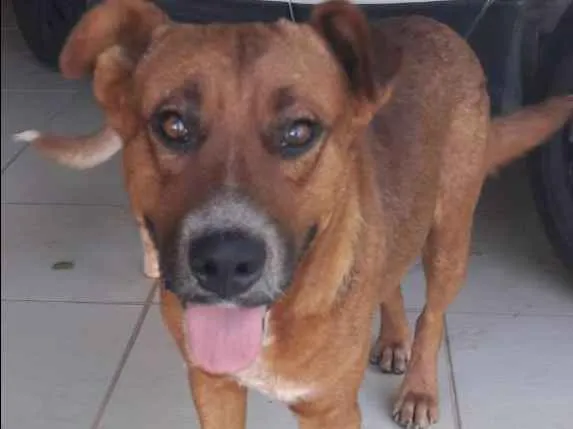 Cachorro ra a SRD idade 2 anos nome Grandão