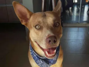 Cachorro raça SRD idade 2 anos nome Amarelinho