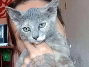 Gato raça srd idade 2 a 6 meses nome Grace