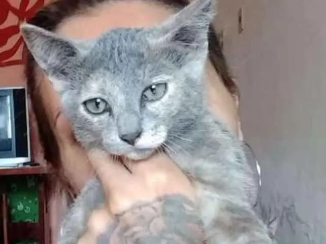 Gato ra a srd idade 2 a 6 meses nome Grace