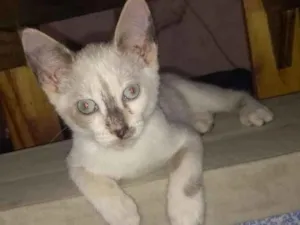 Gato raça srd idade 2 a 6 meses nome Mini