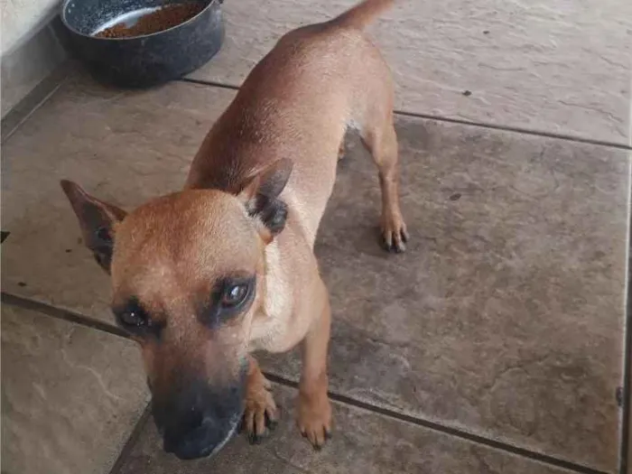 Cachorro ra a Basset-Cofap idade 1 ano nome Marlon