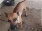 Cachorro raça Basset-Cofap idade 1 ano nome Marlon