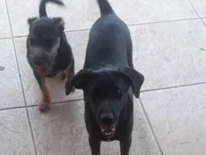 Cachorro raça SRD idade 2 a 6 meses nome Sem nome