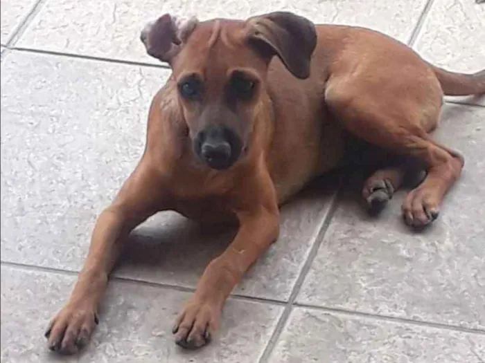 Cachorro ra a SRD idade 2 a 6 meses nome Sem nome