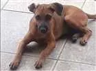 Cachorro raça SRD idade 2 a 6 meses nome Sem nome