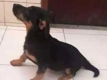 Cachorro ra a SRD idade 2 a 6 meses nome Sem nome