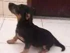 Cachorro raça SRD idade 2 a 6 meses nome Sem nome