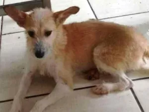 Cachorro raça SRD idade 4 anos nome Guerreira