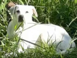 Cachorro raça Viralata idade 4 anos nome Marley