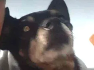 Cachorro raça Pinscher idade 6 ou mais anos nome Lilica