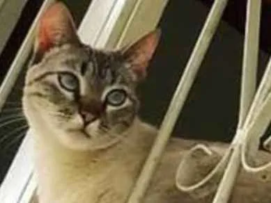 Gato raça SRD idade 1 ano nome Paty