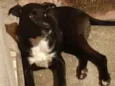 Romeu 