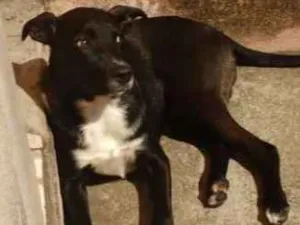Cachorro raça Viralata idade 7 a 11 meses nome Romeu 