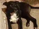 Cachorro raça Viralata idade 7 a 11 meses nome Romeu 