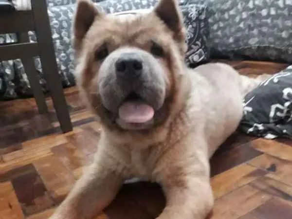 Cachorro ra a ChowChow idade 5 anos nome Sagate