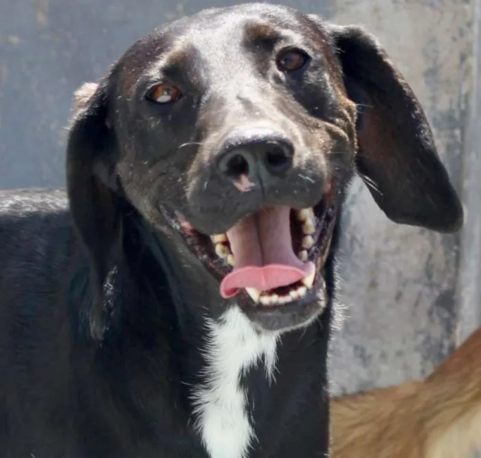 Cachorro ra a  idade 2 anos nome Baruk