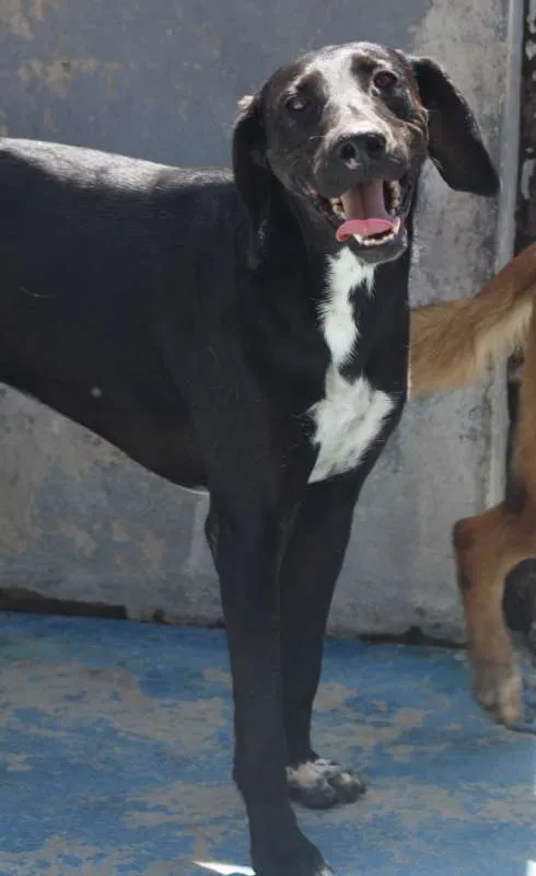 Cachorro ra a  idade 2 anos nome Baruk