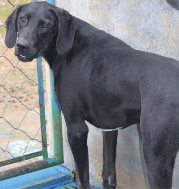 Cachorro ra a  idade 2 anos nome Baruk
