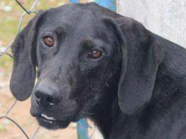 Cachorro ra a  idade 2 anos nome Baruk