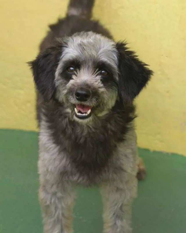 Cachorro ra a  idade 3 anos nome Brenda Pequena