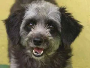 Cachorro raça  idade 3 anos nome Brenda Pequena