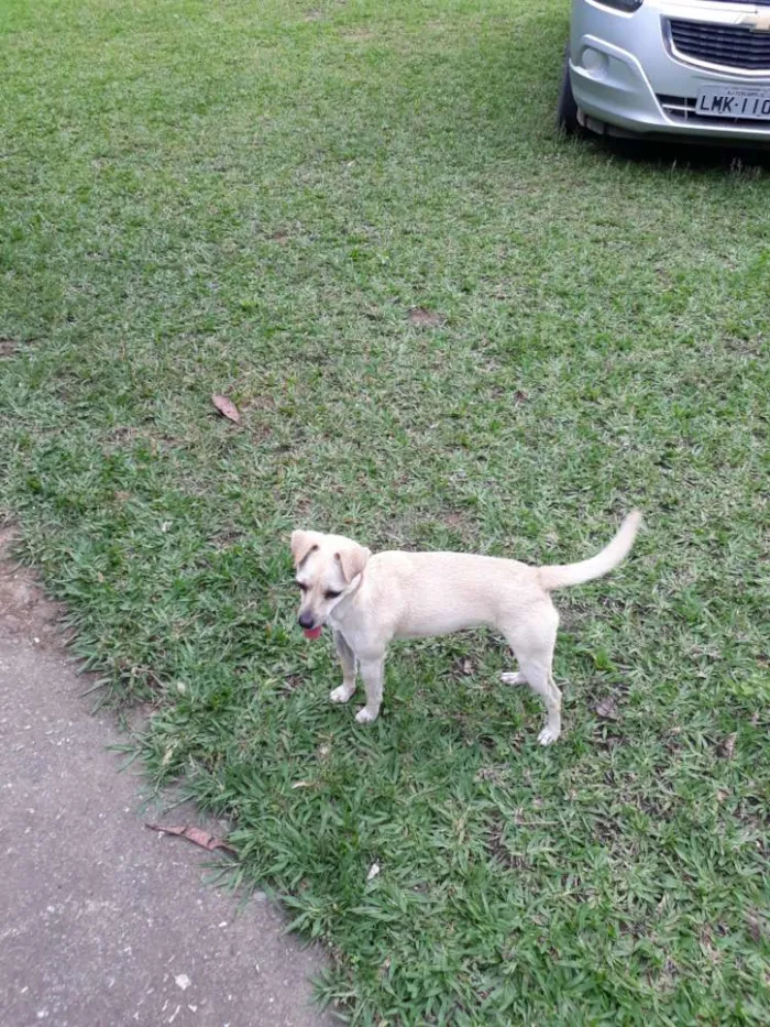 Cachorro ra a SRD idade 7 a 11 meses nome Mila