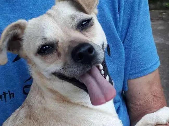 Cachorro ra a SRD idade 7 a 11 meses nome Mila