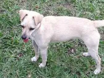Cachorro ra a SRD idade 7 a 11 meses nome Mila