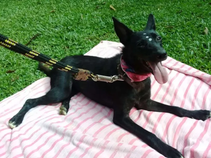 Cachorro ra a SRD idade 1 ano nome Bibi