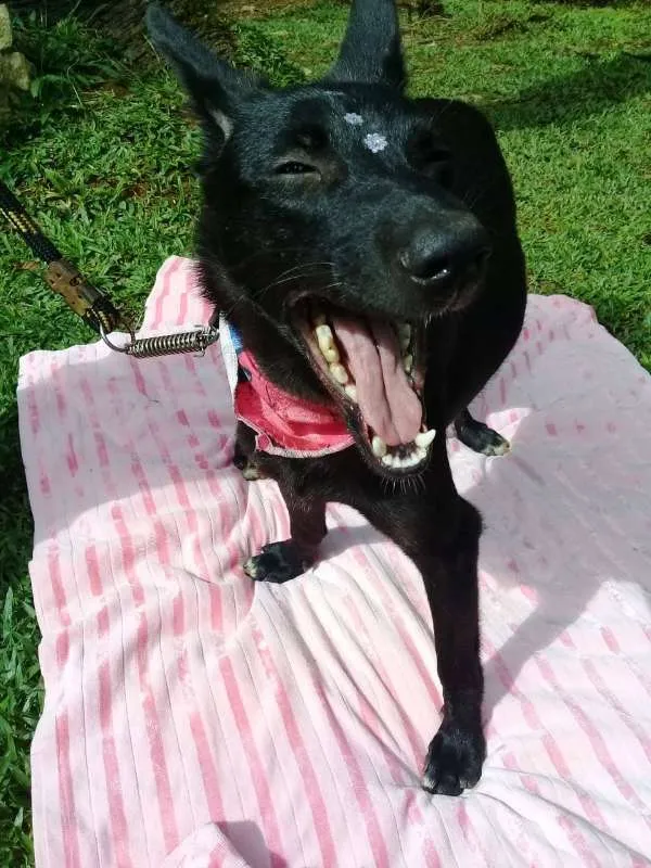 Cachorro ra a SRD idade 1 ano nome Bibi
