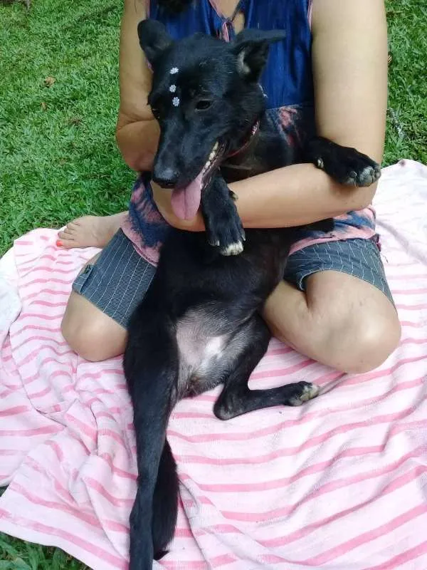 Cachorro ra a SRD idade 1 ano nome Bibi