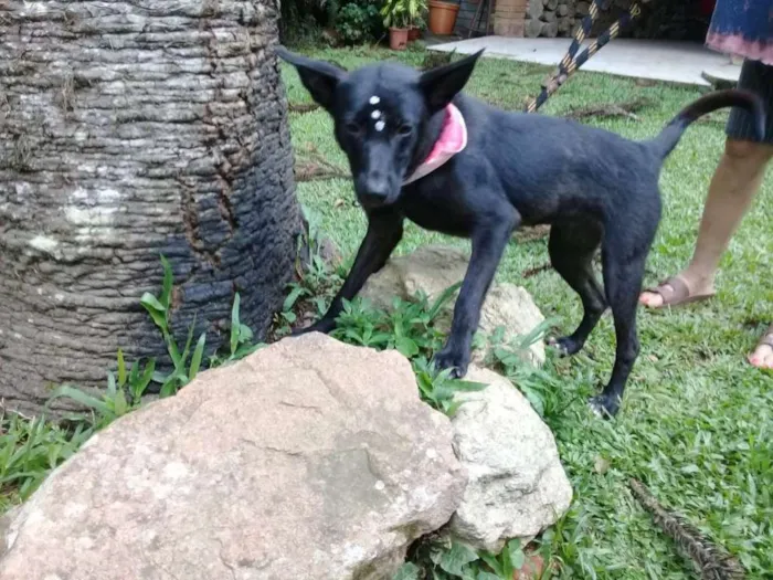 Cachorro ra a SRD idade 1 ano nome Bibi