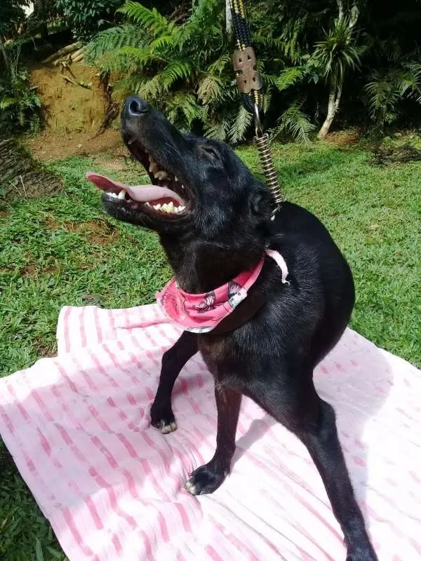 Cachorro ra a SRD idade 1 ano nome Bibi