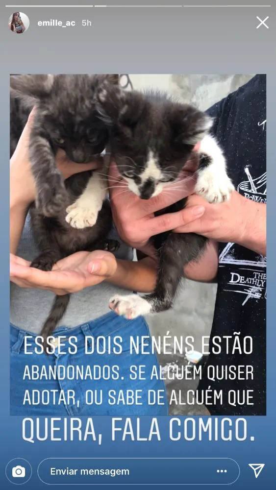 Gato raça Sem raça  idade Abaixo de 2 meses nome Sem nome