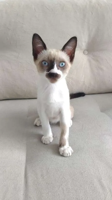 Gato ra a SRD idade 2 a 6 meses nome Mustache