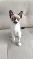 Mustache