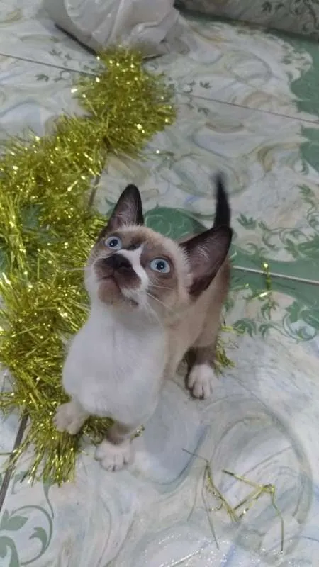 Gato ra a SRD idade 2 a 6 meses nome Mustache